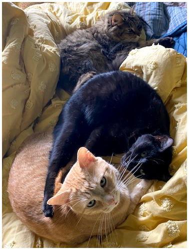 Pico, a Adoptable mixed breed image 3/3