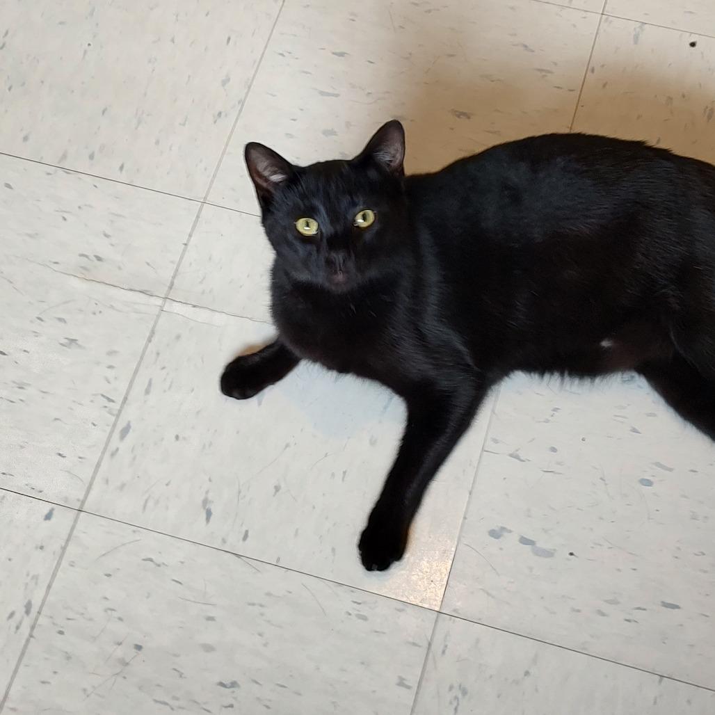 Enlarge Shark Tank, a Adoptable Domestic Short Hair in Rocky Mount, VA image 1/4