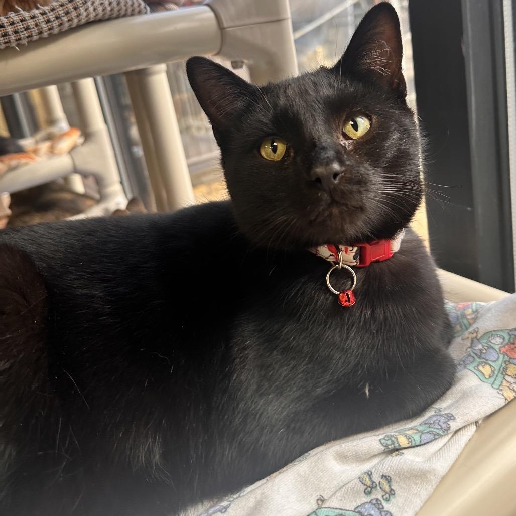 Enlarge Shark Tank, a Adoptable Domestic Short Hair in Rocky Mount, VA image 2/4