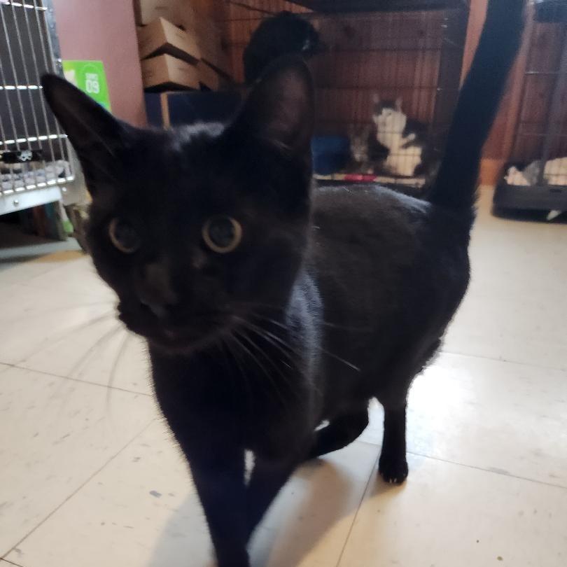 Enlarge Shark Tank, a Adoptable Domestic Short Hair in Rocky Mount, VA image 3/4