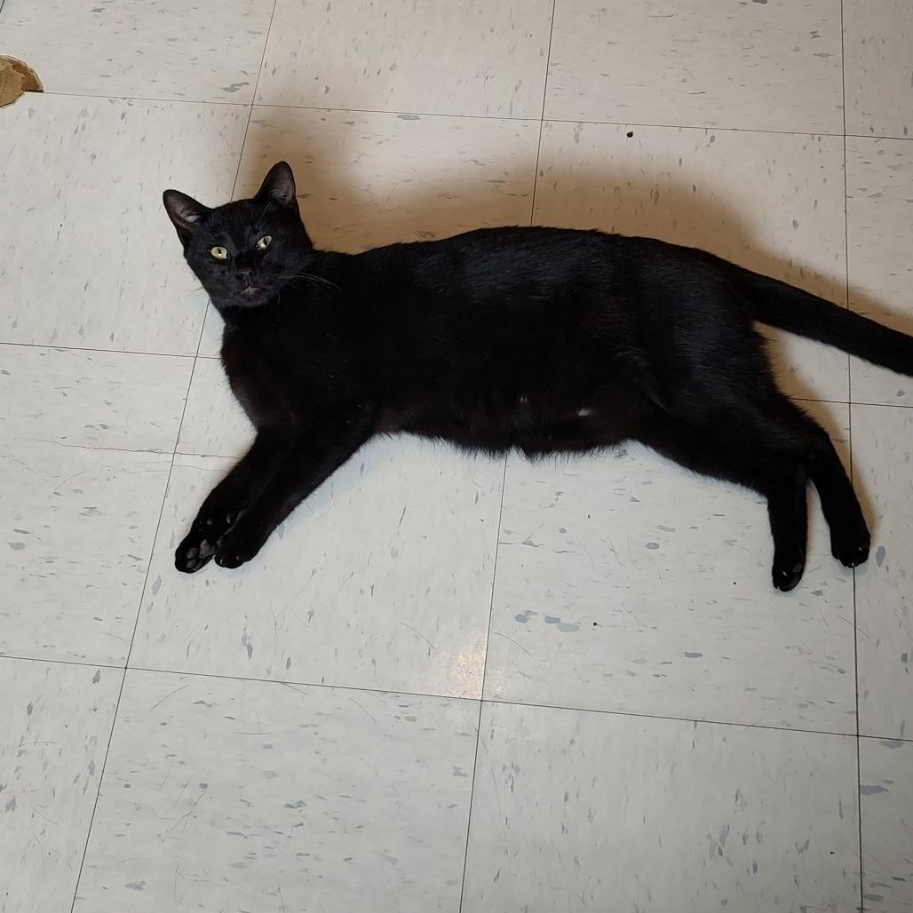 Enlarge Shark Tank, a Adoptable Domestic Short Hair in Rocky Mount, VA image 4/4