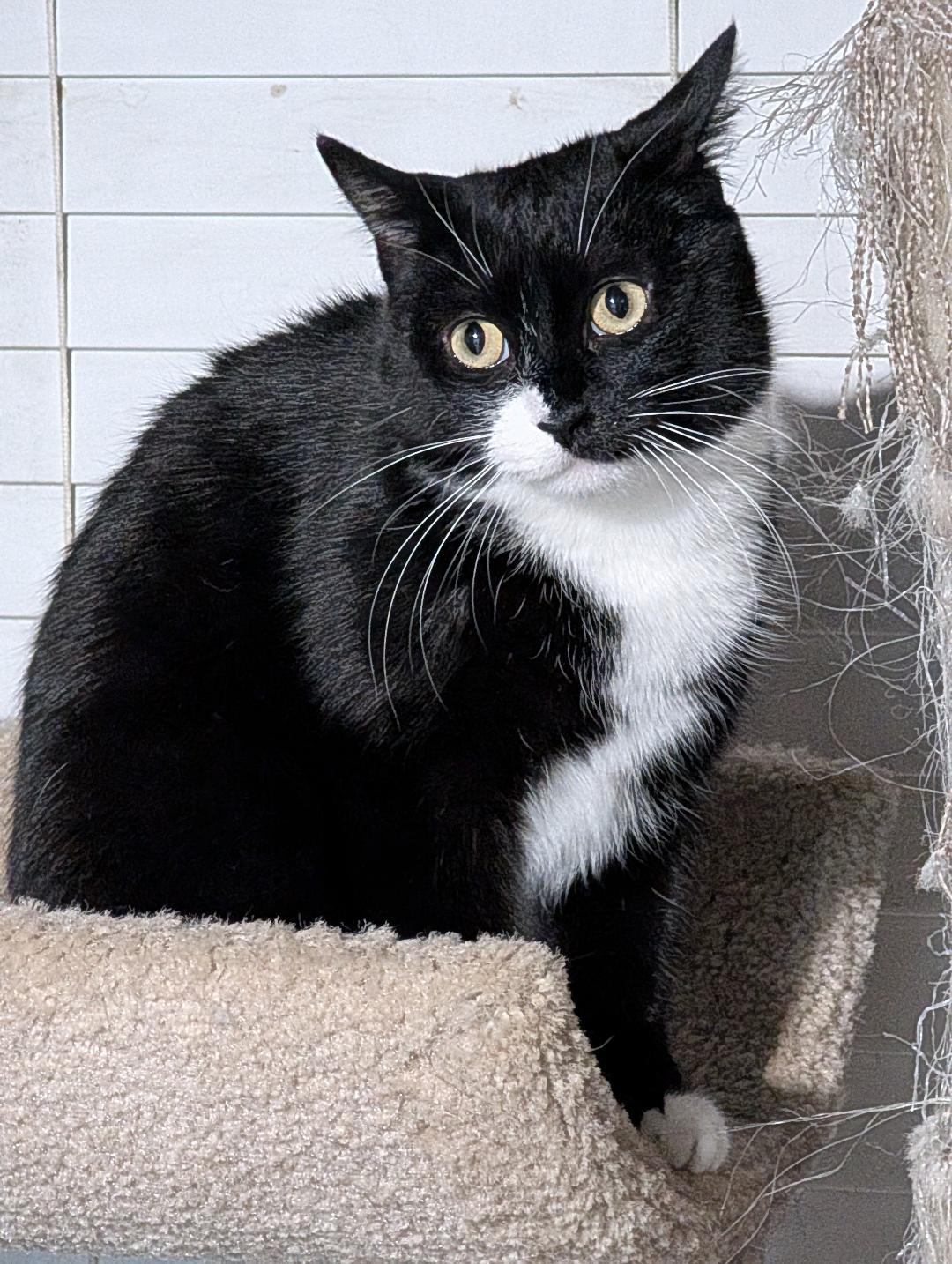 Enlarge Holly, a Adoptable Domestic Short Hair in Reisterstown, MD image 1/5