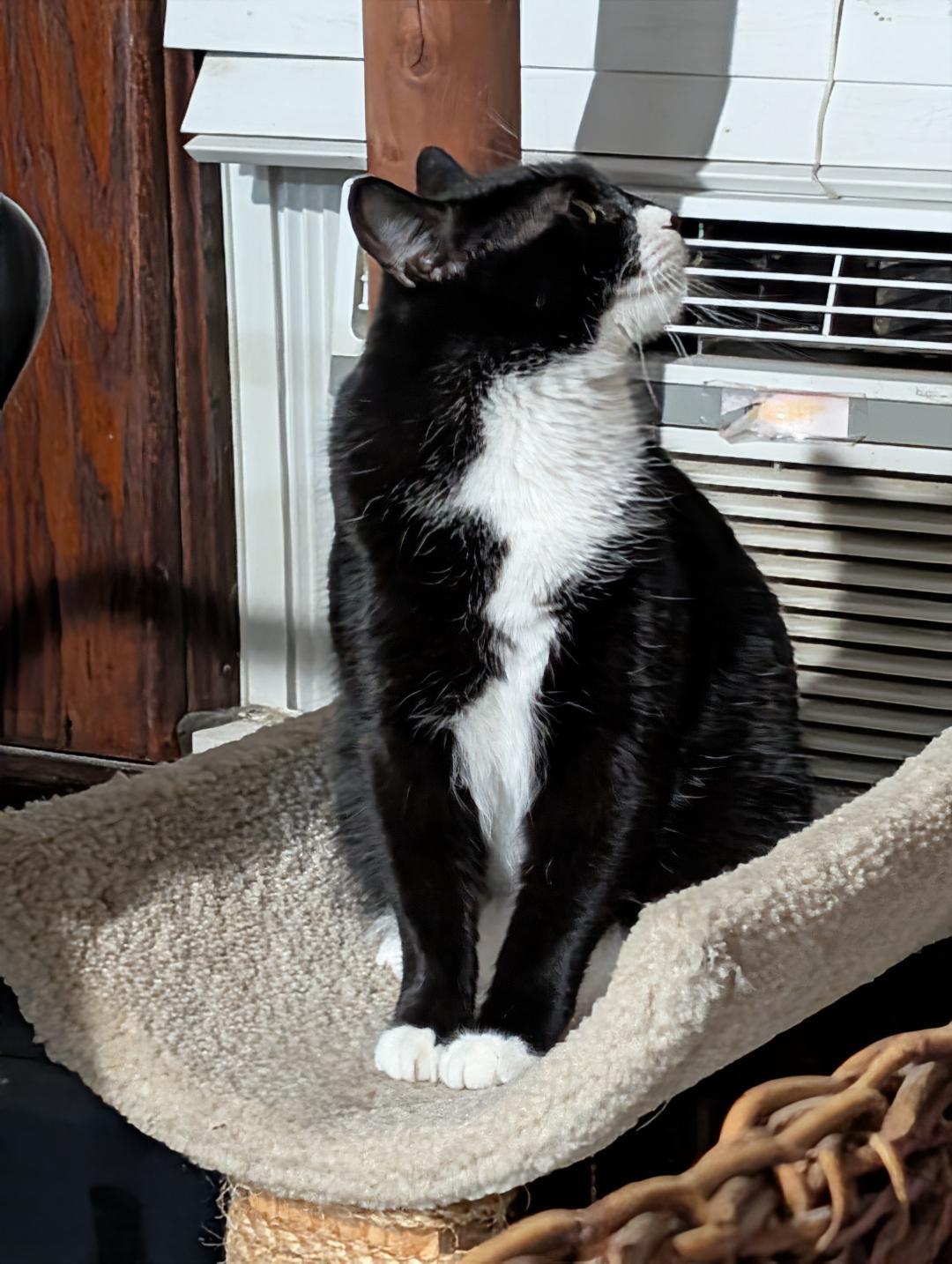 Enlarge Holly, a Adoptable Domestic Short Hair in Reisterstown, MD image 2/5