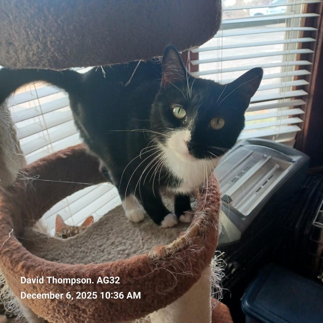 Enlarge Holly, a Adoptable Domestic Short Hair in Reisterstown, MD image 3/5