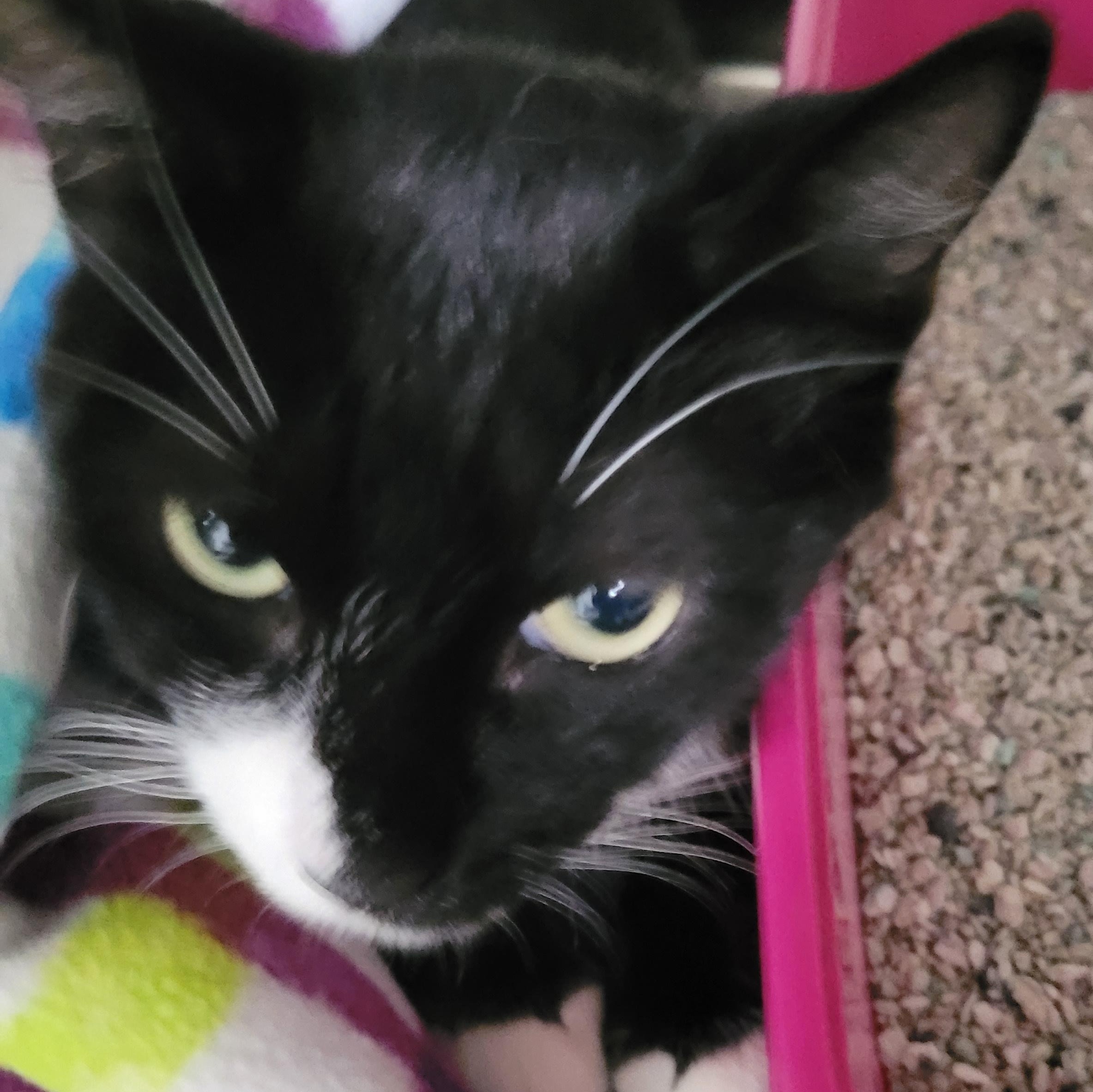 Holly, Adoptable, Young Female Domestic Short Hair.