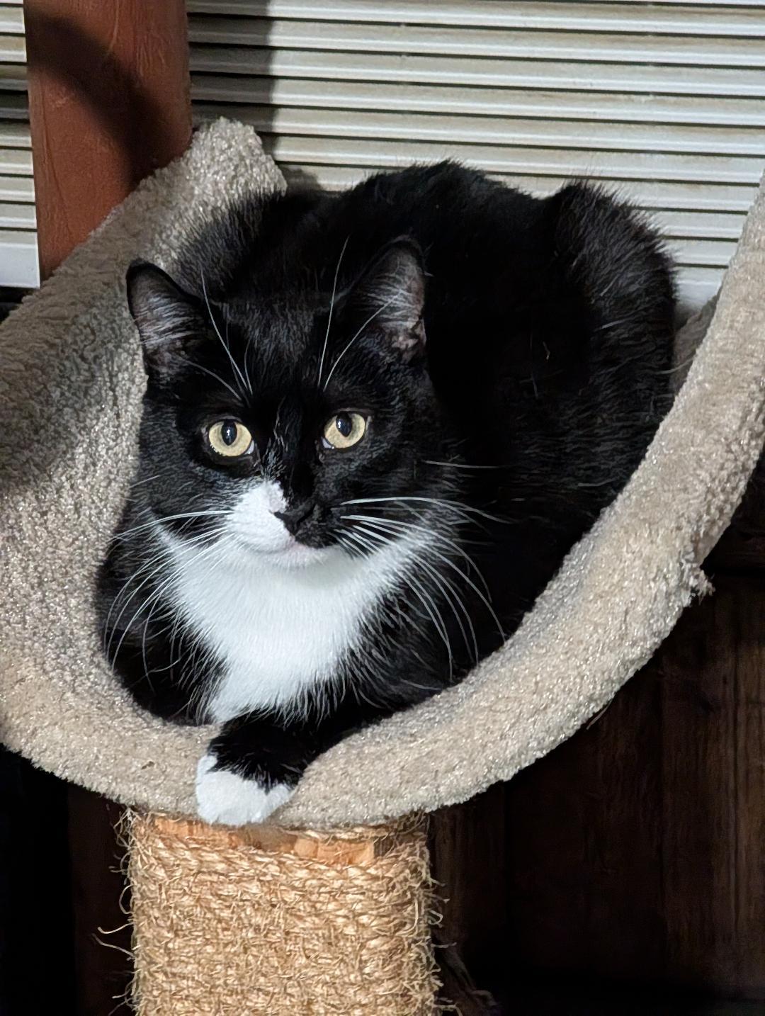 Enlarge Holly, a Adoptable Domestic Short Hair in Reisterstown, MD image 4/5