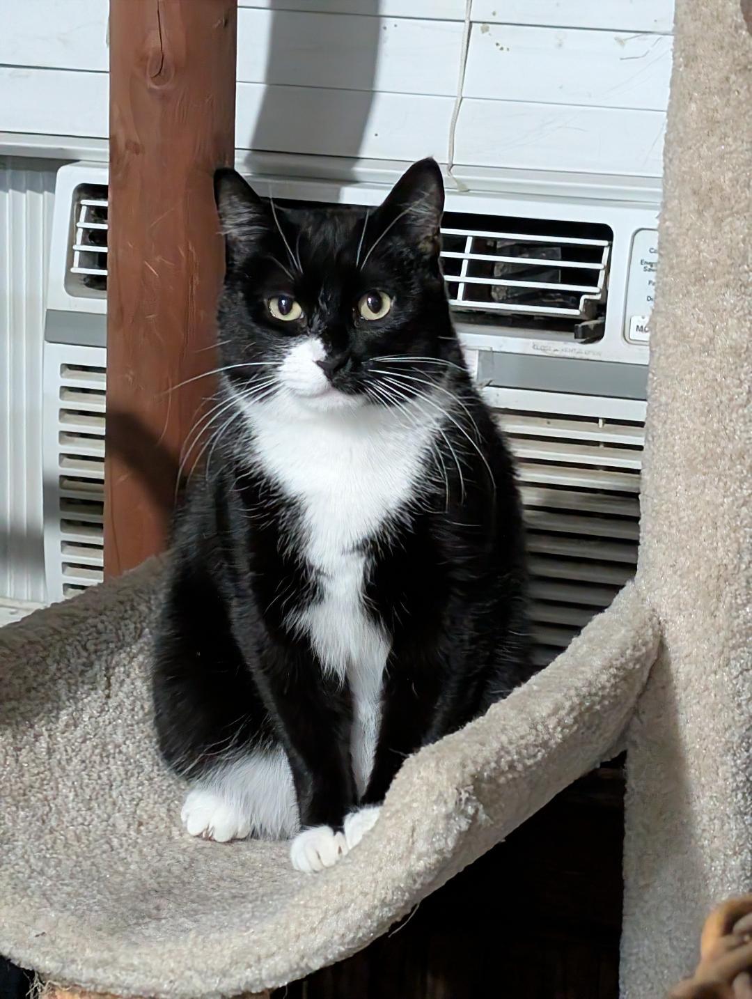 Enlarge Holly, a Adoptable Domestic Short Hair in Reisterstown, MD image 5/5