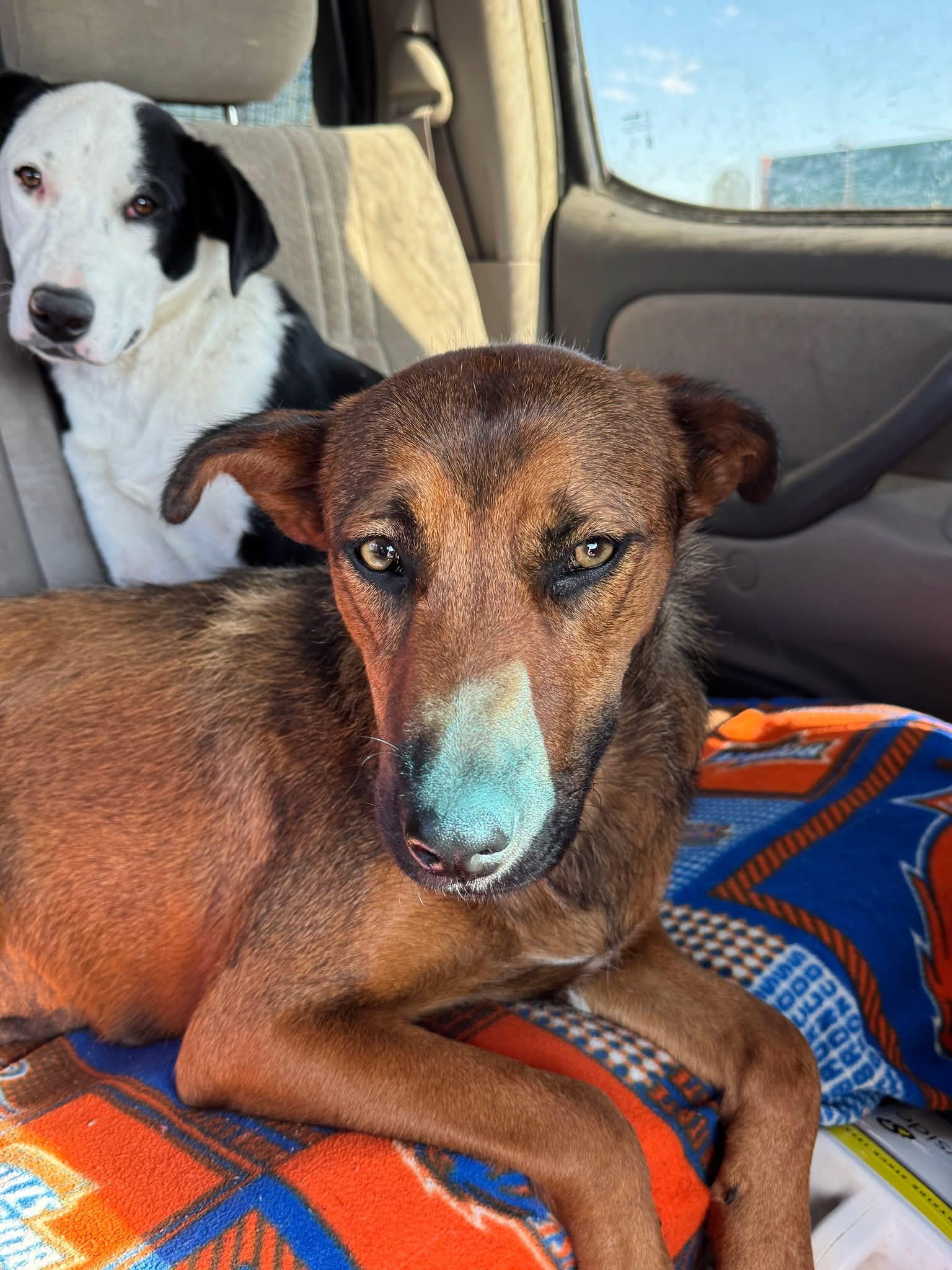 Ruby, an adoptable Mixed Breed in Wilsall, MT, 59086 | Photo Image 1