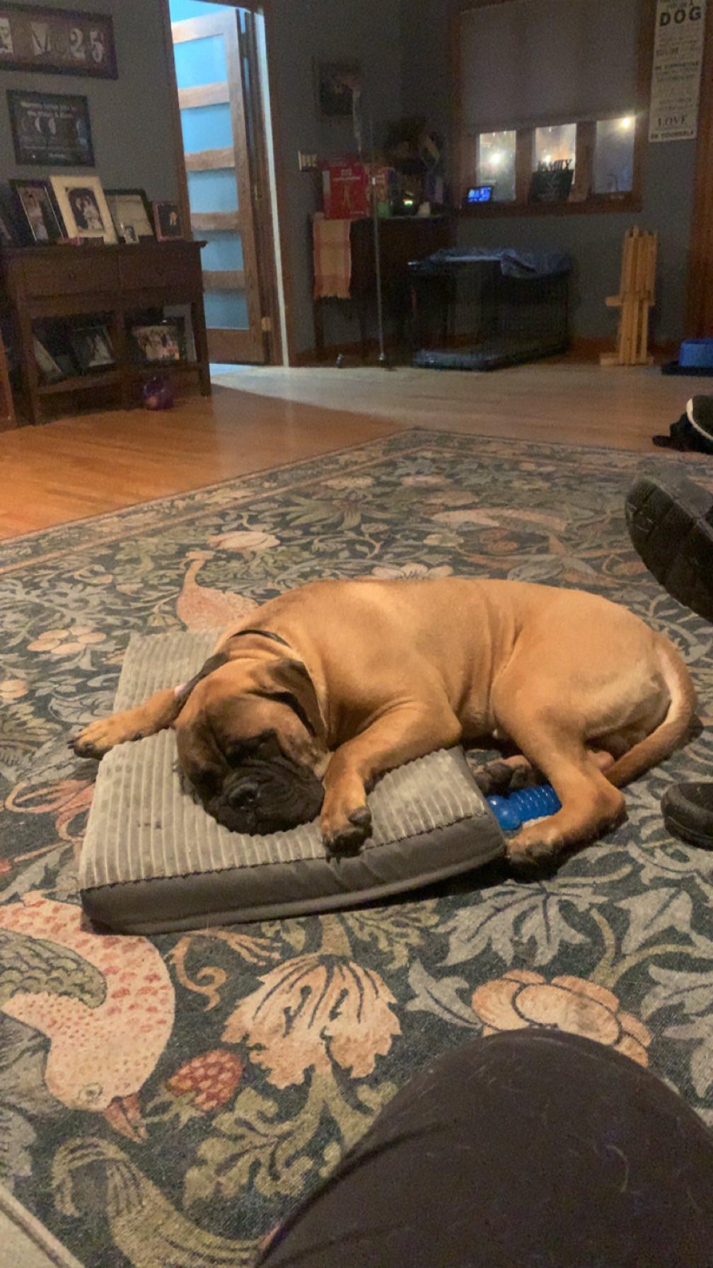 Enlarge Max, a Adopted Bullmastiff in Chambersburg, PA image 1/3