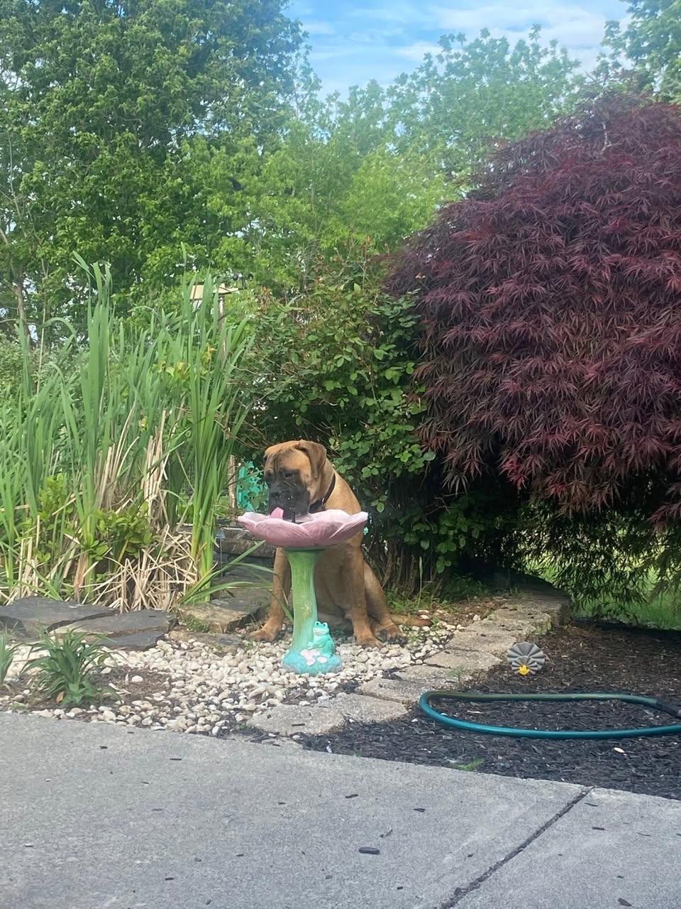 Enlarge Max, a Adopted Bullmastiff in Chambersburg, PA image 2/3