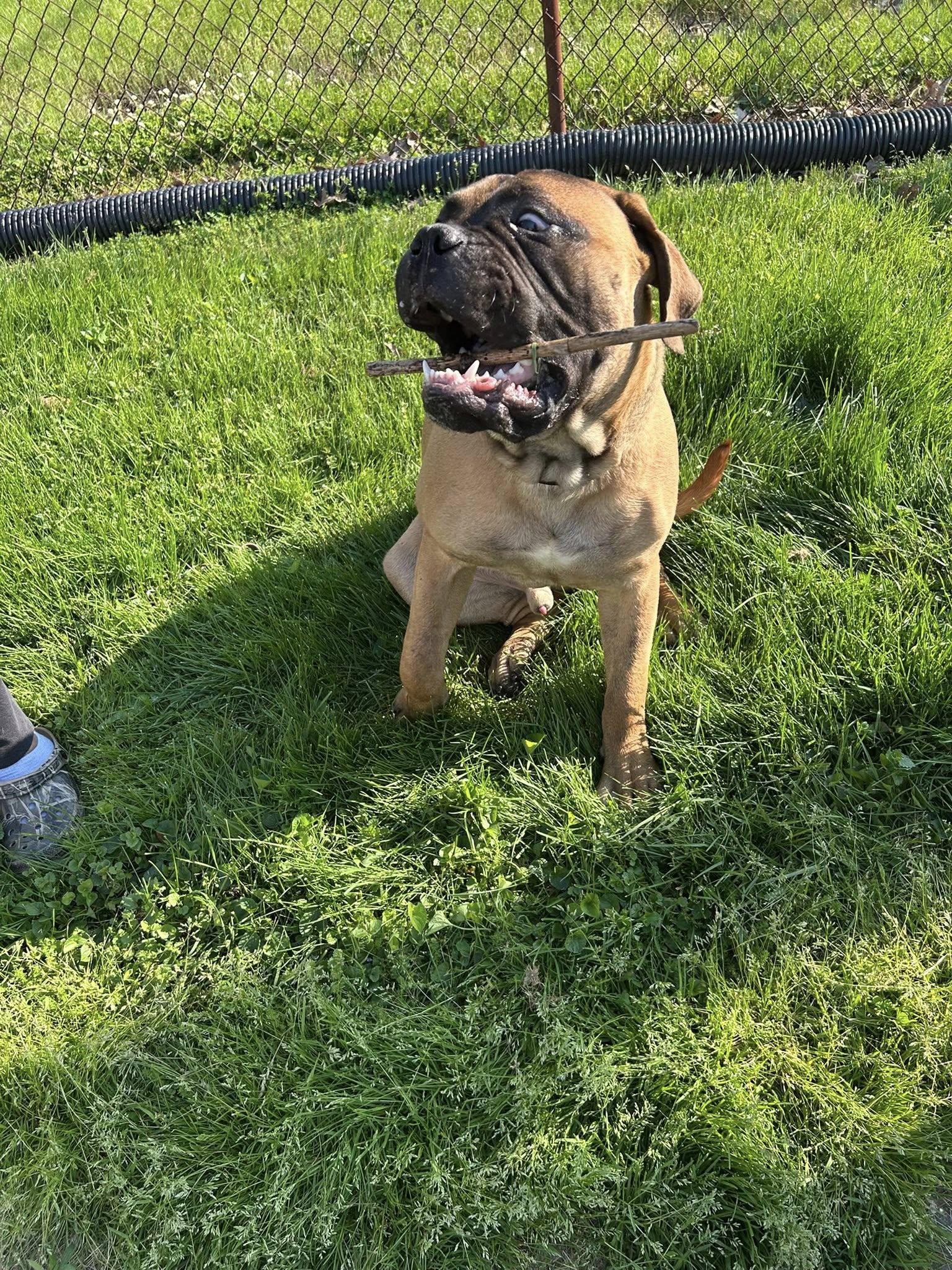 Enlarge Max, a Adopted Bullmastiff in Chambersburg, PA image 3/3
