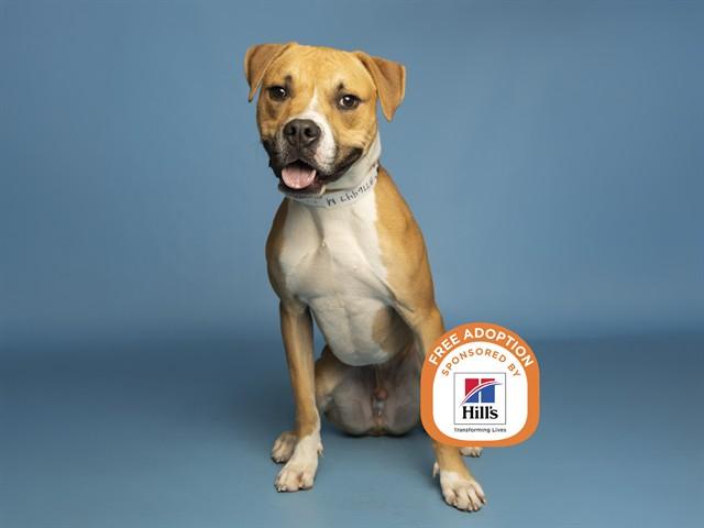 BILLY, Adoptable, Young Male Boxer & Mixed Breed.