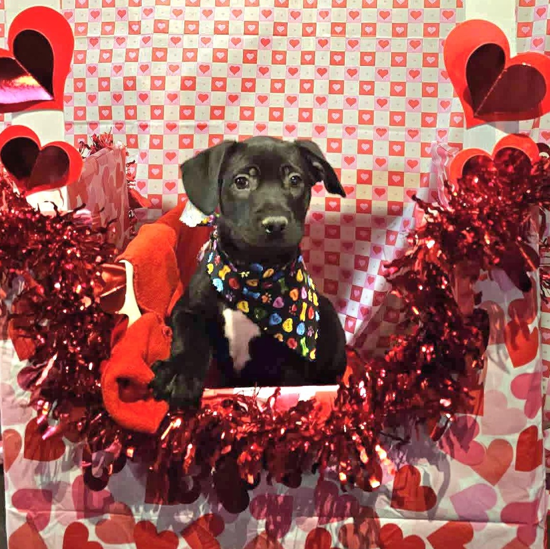 Enlarge Eddie, a Adoptable mixed breed in Kentwood, MI image 1/1