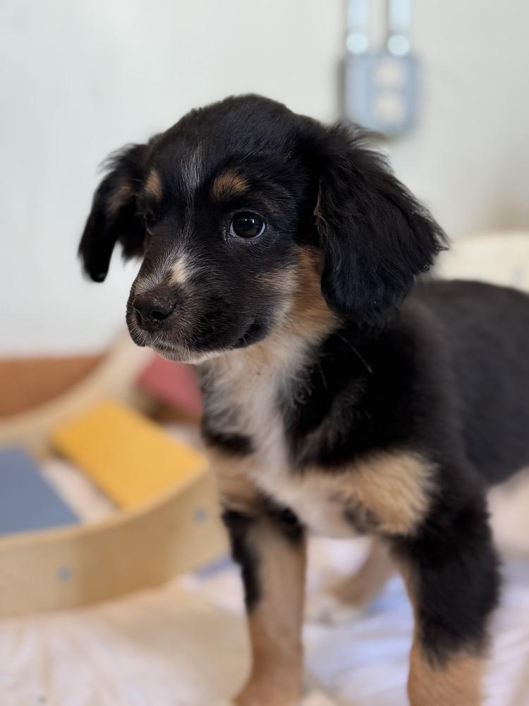 Enlarge Sprout, a Adoptable mixed breed in Tucson, AZ image 1/3