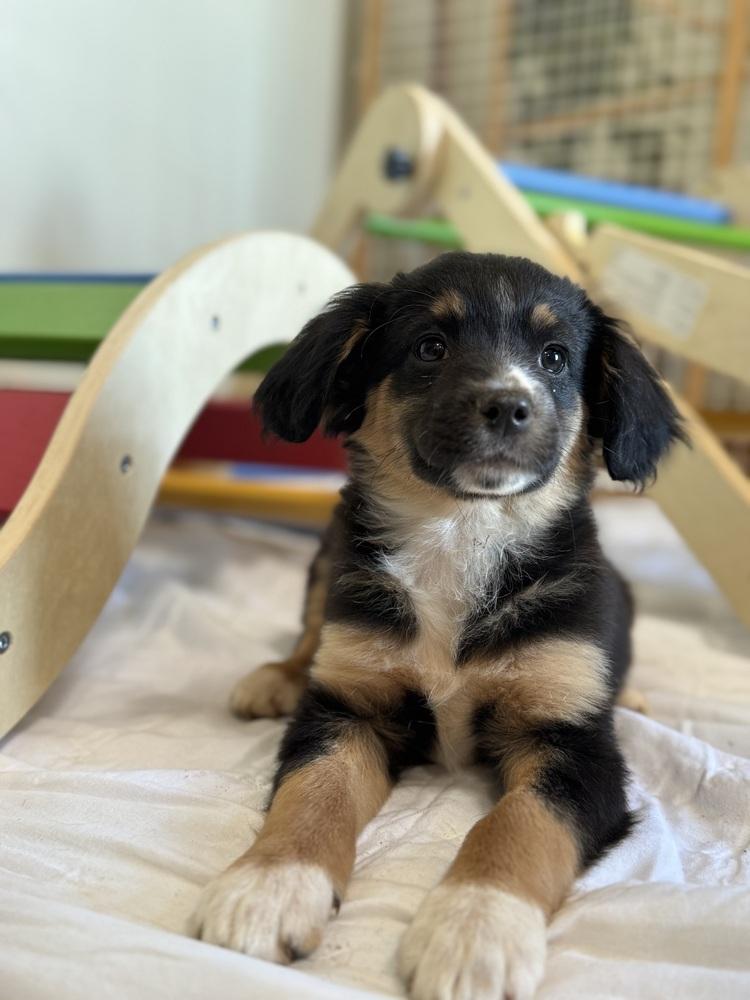 Enlarge Sprout, a Adoptable mixed breed in Tucson, AZ image 2/3