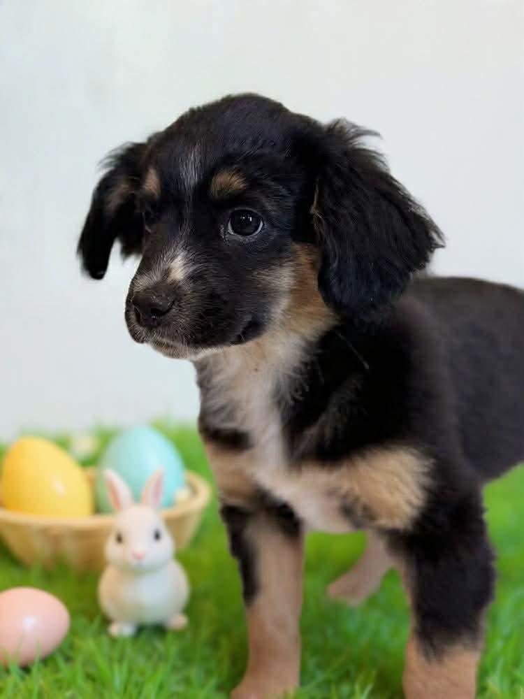 Enlarge Sprout, a Adoptable mixed breed in Tucson, AZ image 3/3