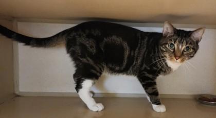 Jasper, ADOPTABLE, Adult Female Domestic Short Hair & Tabby.