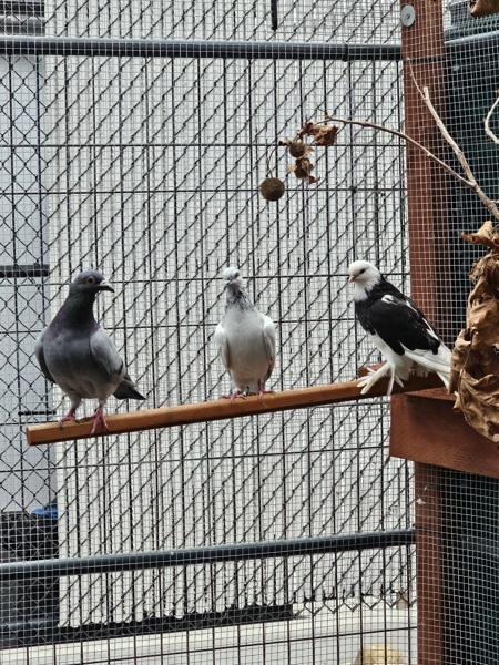 Frankie, Adoptable, Young Unknown Pigeon.