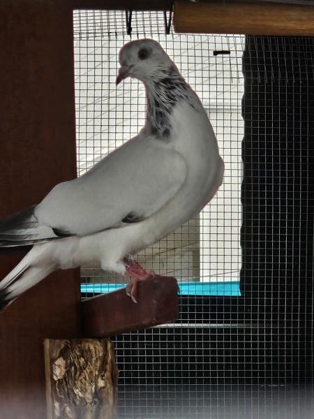 Enlarge Frankie, a Adoptable mixed breed in San Diego, CA image 2/3