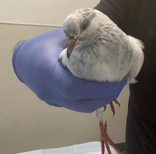 Enlarge Frankie, a Adoptable mixed breed in San Diego, CA image 3/3