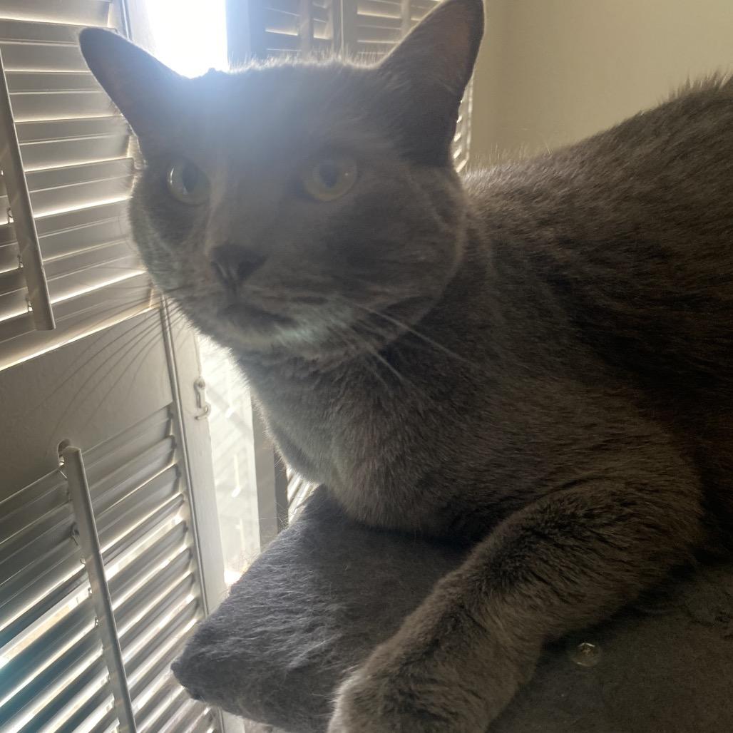 Bruno, Adoptable, Adult Male Russian Blue.