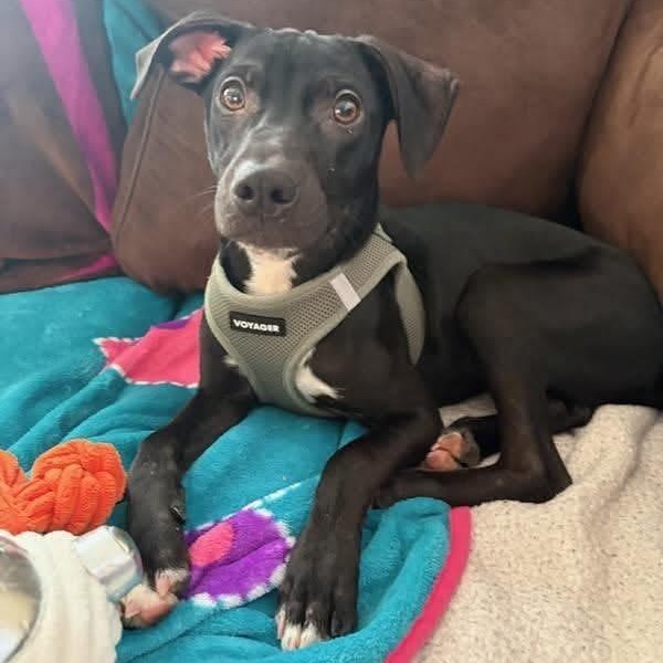 Rodeo, ADOPTABLE, Puppy Male Mixed Breed.