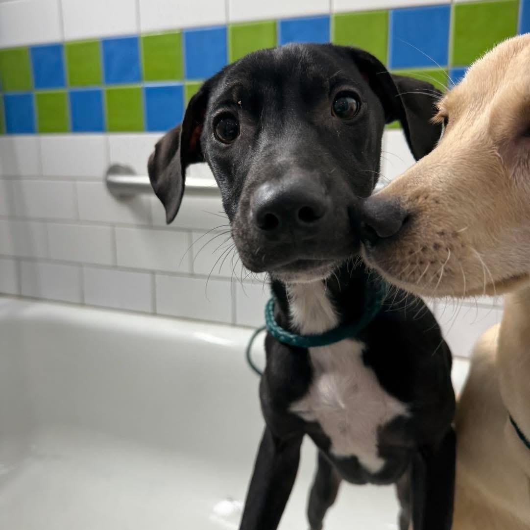 Rodeo, ADOPTABLE, Puppy Male Mixed Breed.