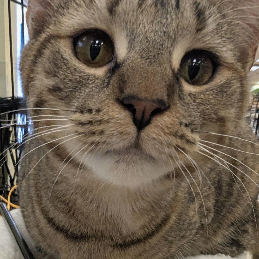Annabelle, Adoptable, Young Female Domestic Short Hair & Domestic Short Hair.