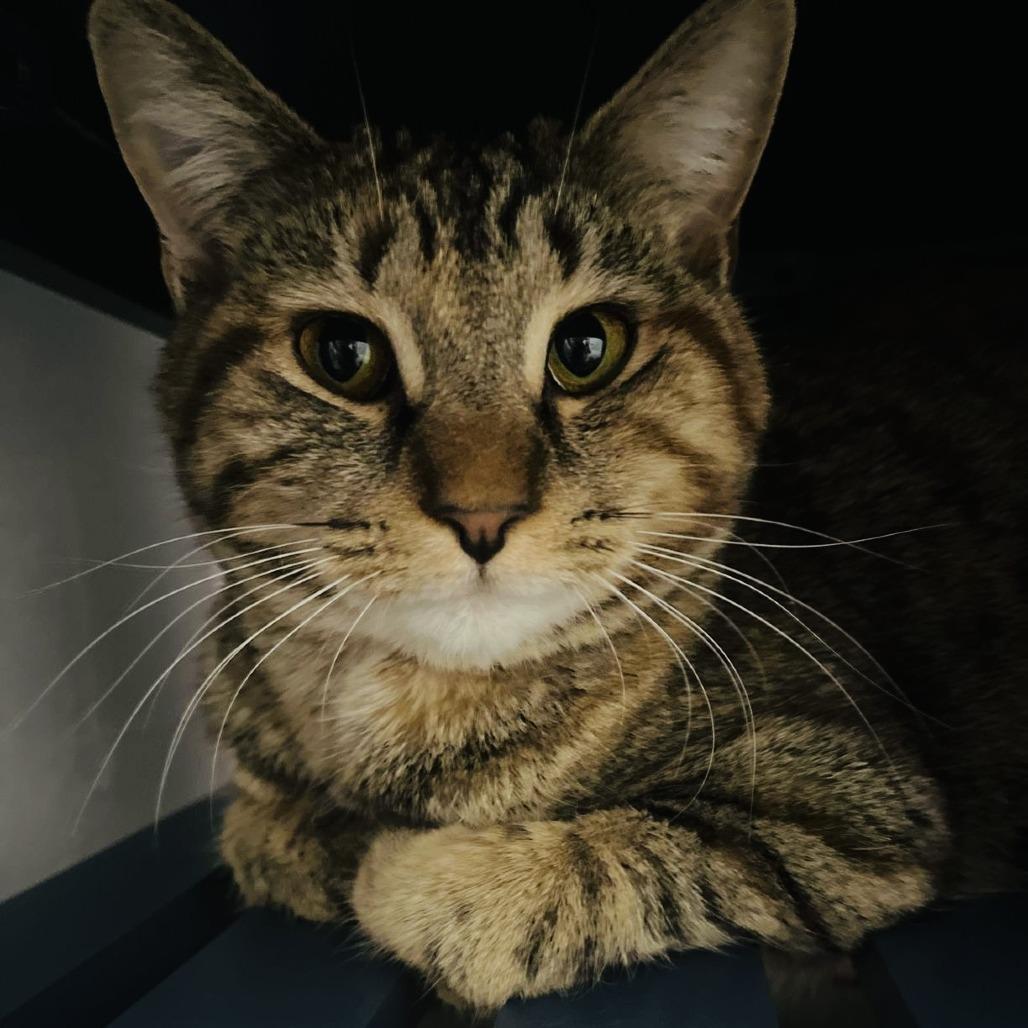 Annabelle, a Adoptable mixed breed in Marietta, GA image 2/2