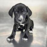 Zazu, Adoptable, Puppy Female Labrador Retriever.