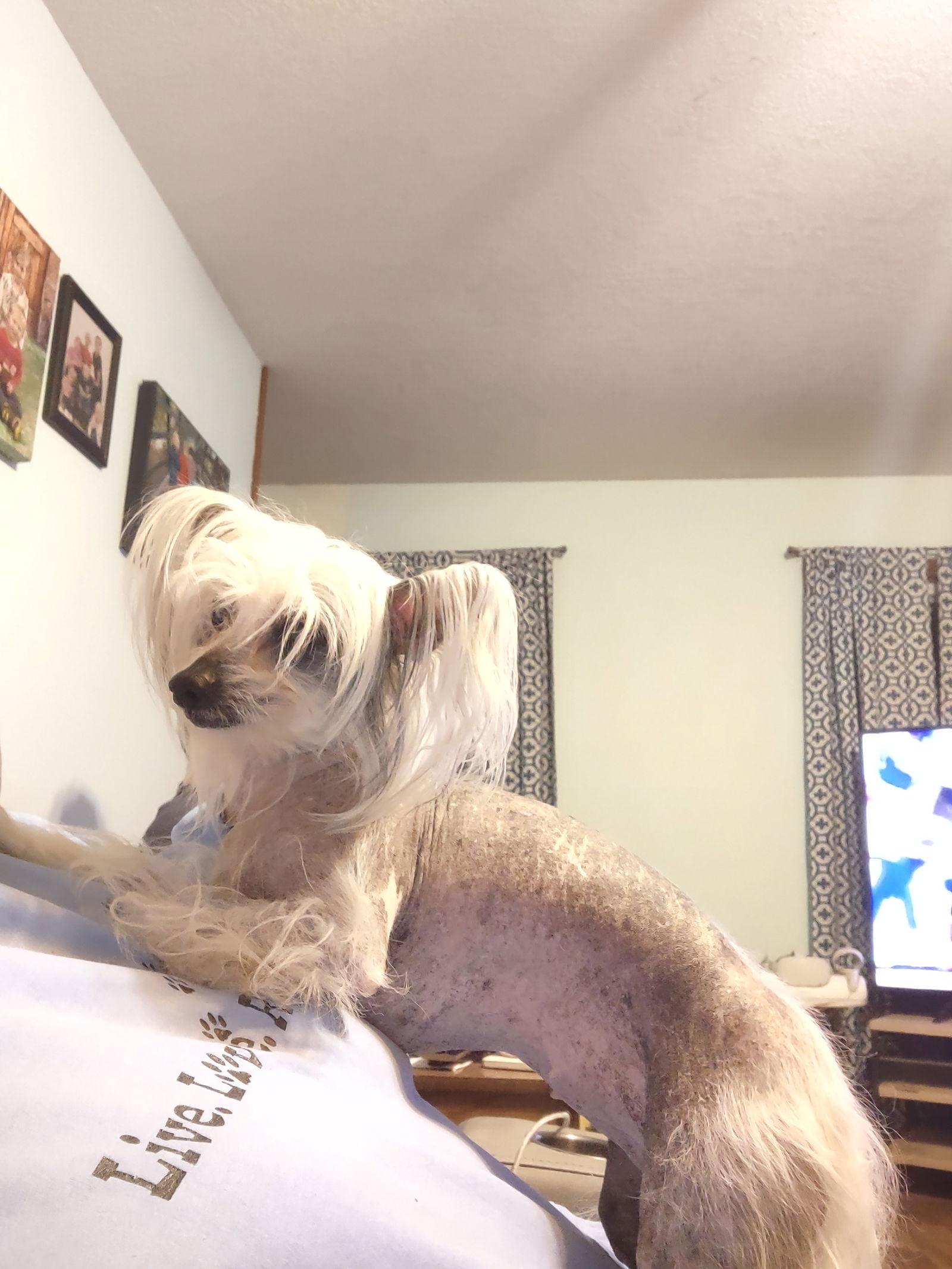 SUZY in Toledo, a Adoptable Chinese Crested Dog in Lansing, MI image 1/3