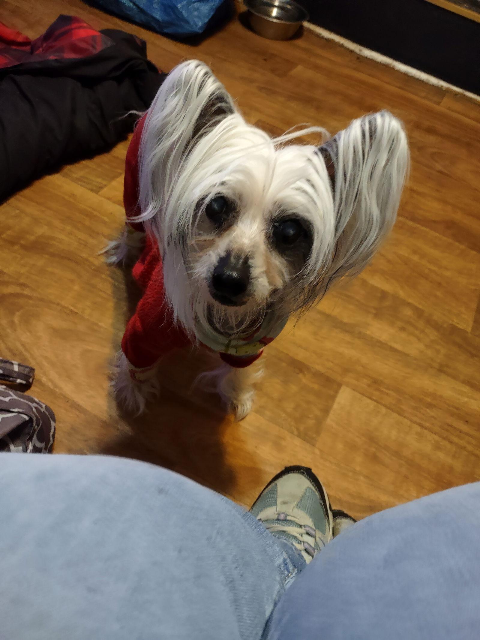 SUZY in Toledo, a Adoptable Chinese Crested Dog in Lansing, MI image 2/3