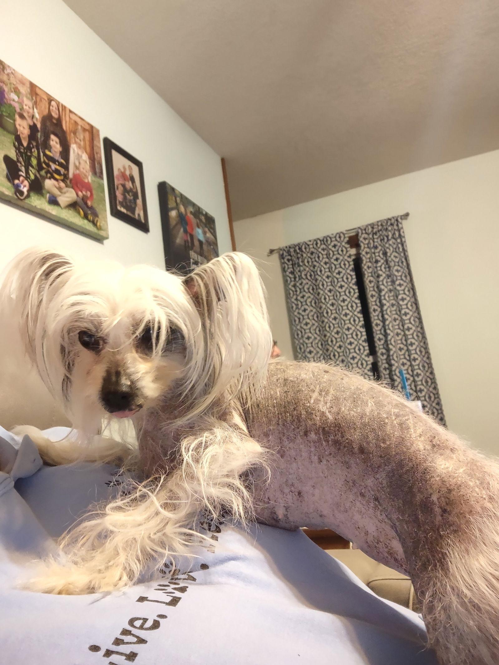 SUZY in Toledo, a Adoptable Chinese Crested Dog in Lansing, MI image 3/3