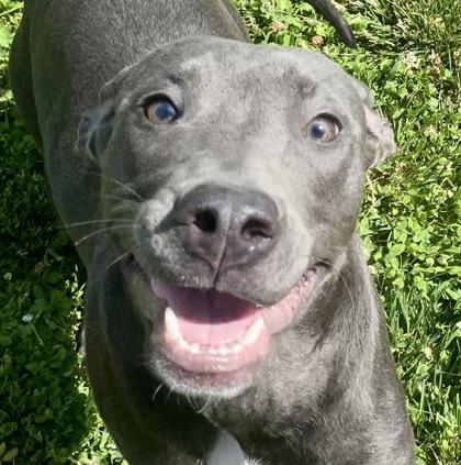 Hanna, a ADOPTABLE Great Dane in Glasgow, KY image 3/3