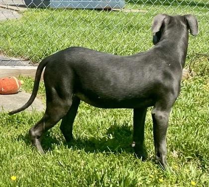 Hanna, a ADOPTABLE Great Dane in Glasgow, KY image 2/3