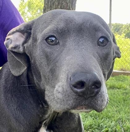 Hanna, a ADOPTABLE Great Dane in Glasgow, KY image 1/3