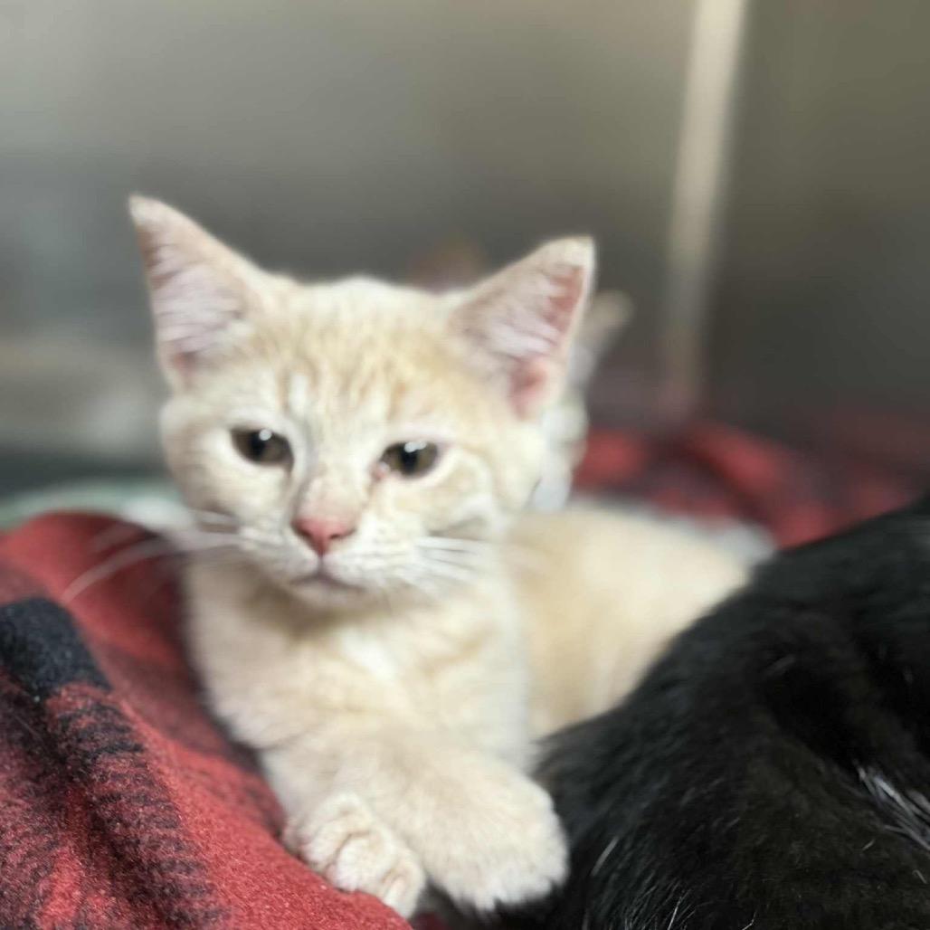 Pinky, Adoptable, Kitten Male Domestic Short Hair.