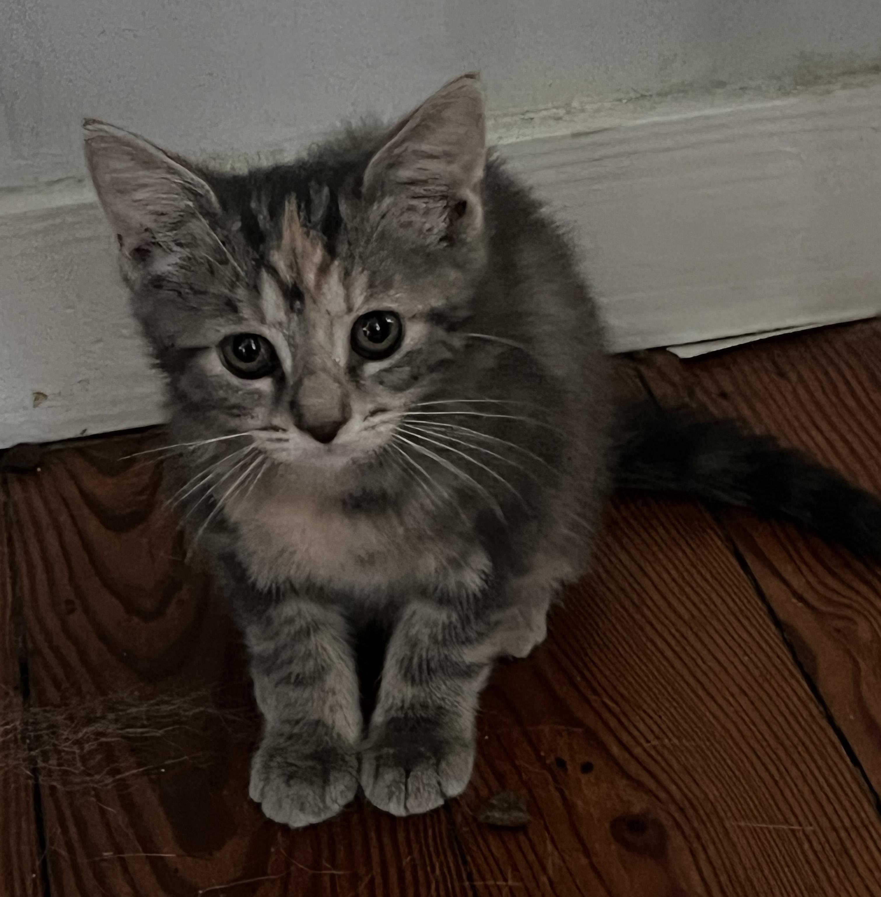 Enlarge Emma, an adopted Torbie in Oriental, NC image 1/3