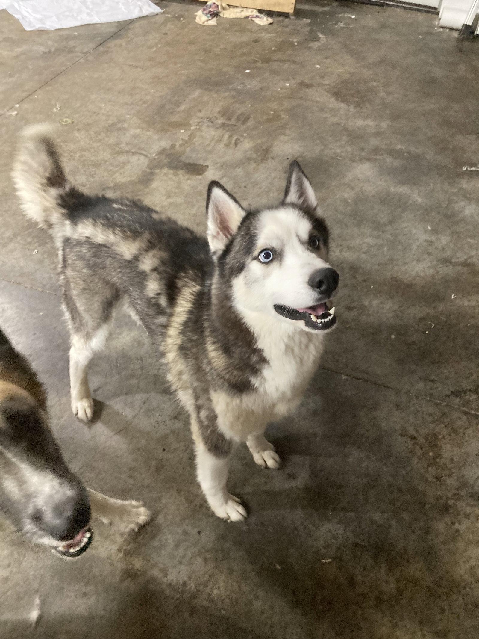 Judge Juju, a Adoptable Siberian Husky in Chatham, VA image 1/2