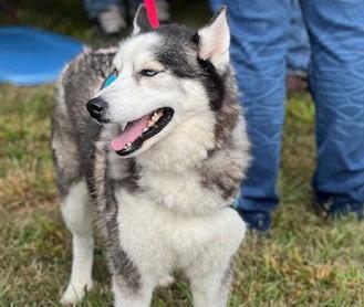 Judge Juju, Adoptable, Adult Male Siberian Husky.