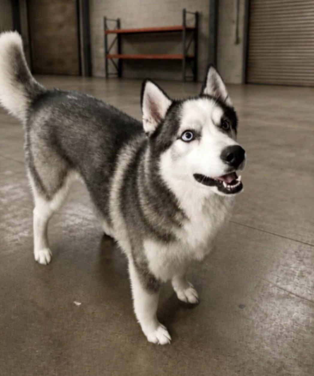 Enlarge Judge Juju, a Adoptable Siberian Husky in Chatham, VA image 2/3