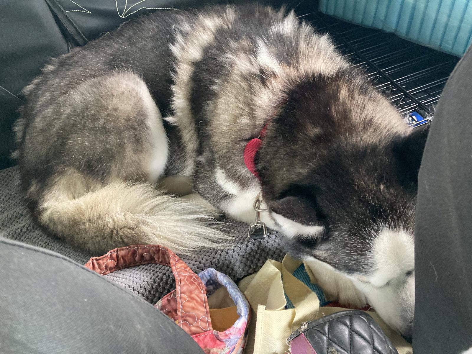 Judge Juju, a Adoptable Siberian Husky in Chatham, VA image 2/2