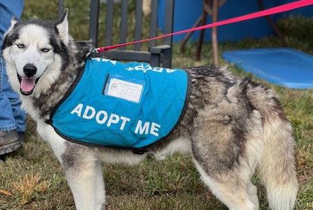 Enlarge Judge Juju, a Adoptable Siberian Husky in Chatham, VA image 2/3