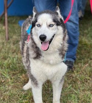 Enlarge Judge Juju, a Adoptable Siberian Husky in Chatham, VA image 3/3
