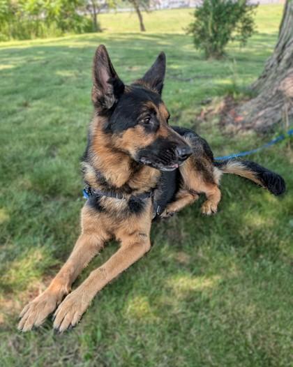 Shep, a Adoptable mixed breed in Baraboo, WI image 2/3