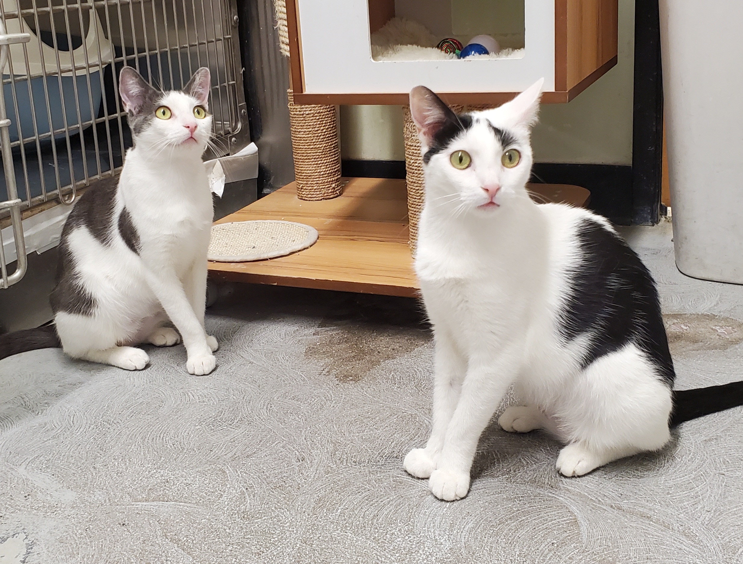 Shitaka & Poquita (Bonded Sisters), Adoptable, Young Female Domestic Short Hair.