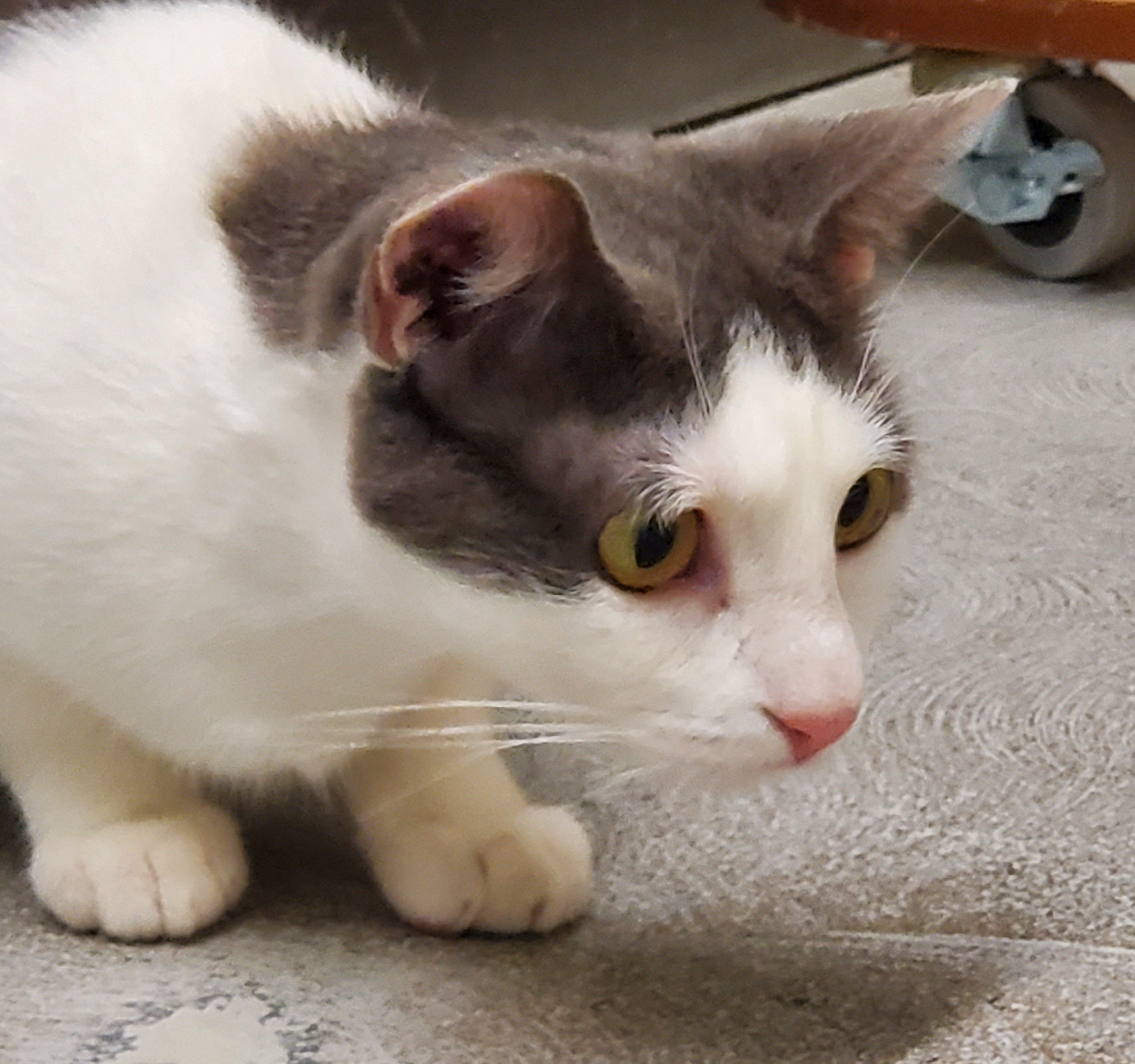 Shitaka & Poquita (Bonded Sisters), a Adoptable Domestic Short Hair in Fullerton, CA image 2/10