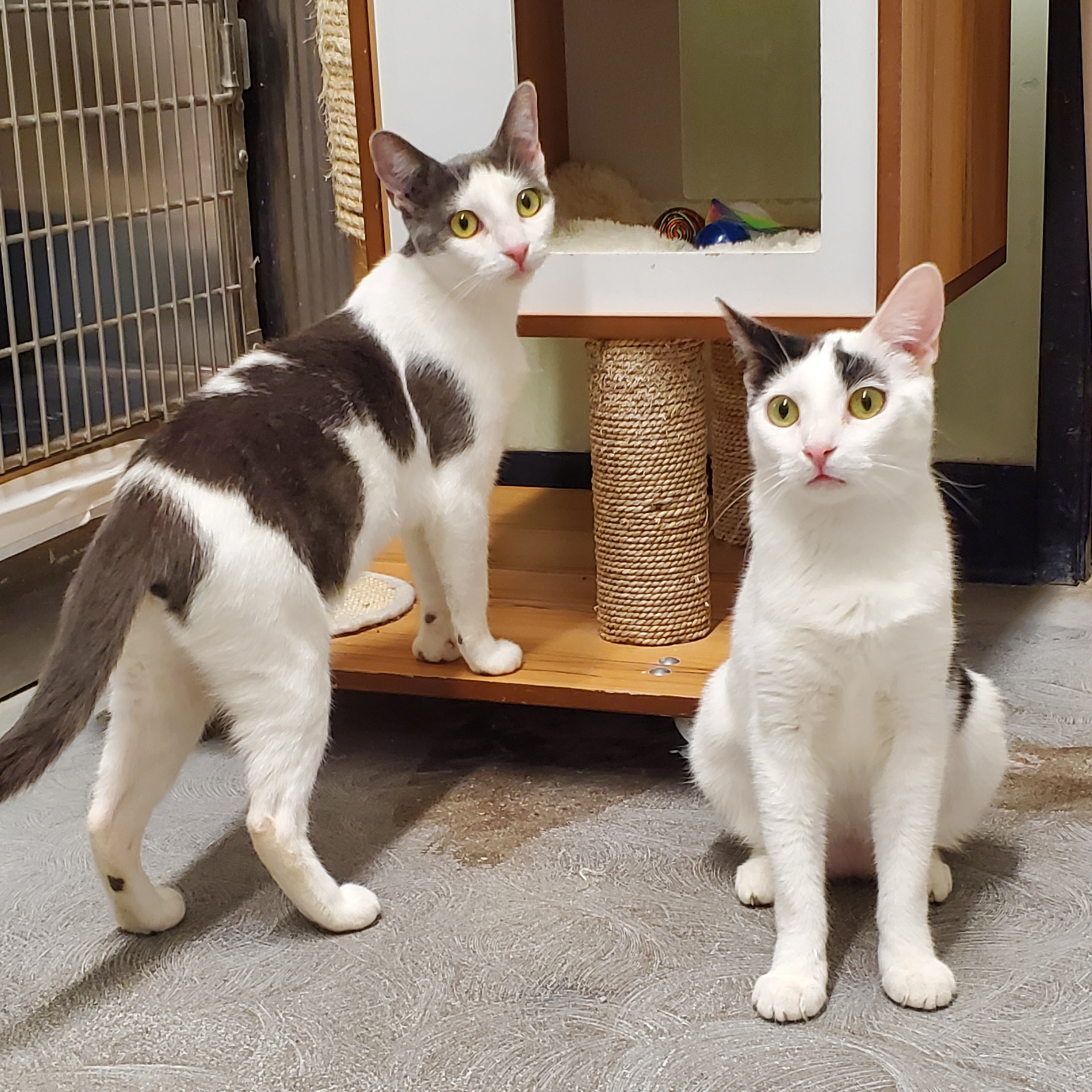 Shitaka & Poquita (Bonded Sisters), a Adoptable Domestic Short Hair in Fullerton, CA image 3/10