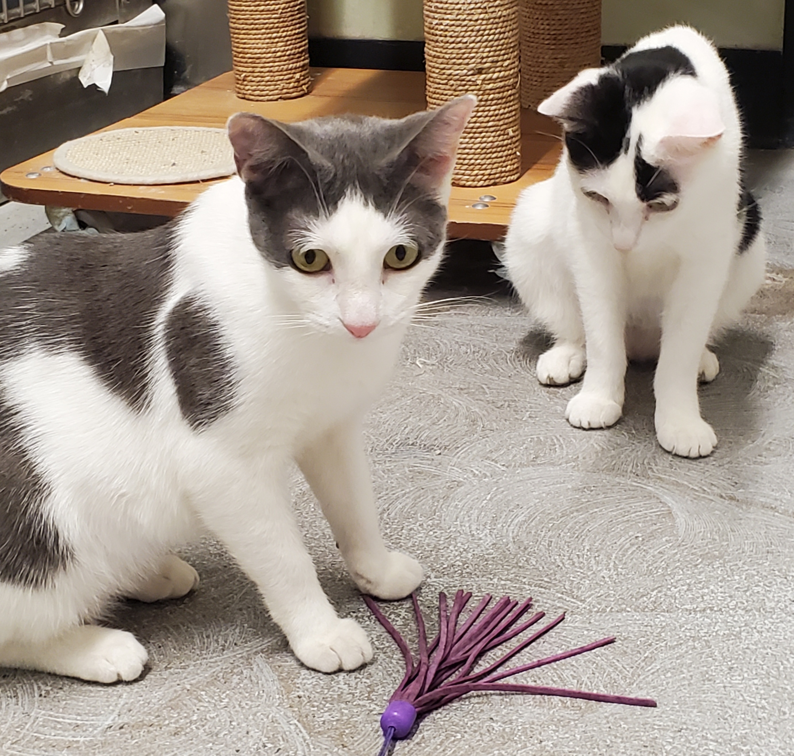 Shitaka & Poquita (Bonded Sisters), a Adoptable Domestic Short Hair in Fullerton, CA image 4/10