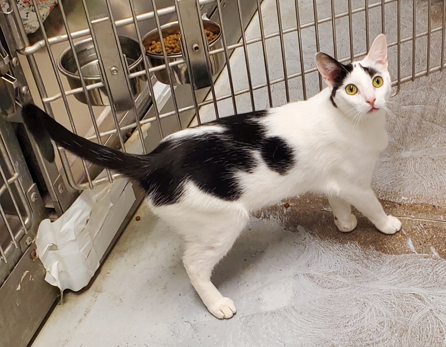 Shitaka & Poquita (Bonded Sisters), a Adoptable Domestic Short Hair in Fullerton, CA image 5/10